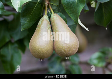 Pyrus communis. Poire Conférence sur l'arbre. Banque D'Images