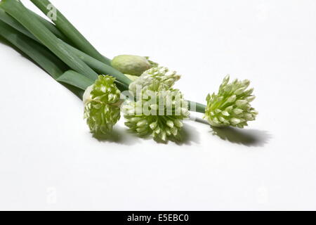 Fleurs d'ail sur fond blanc Banque D'Images