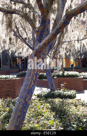 La mousse espagnole sur bleu peiné Arbres, Université de Floride, Gainesville, FL, USA Banque D'Images