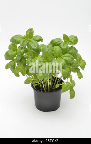 Basil herb plante qui pousse dans un pot sur un fond blanc. Banque D'Images