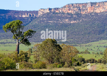 Arbre bouteille et de l'escarpement du plateau de Blackdown Banque D'Images