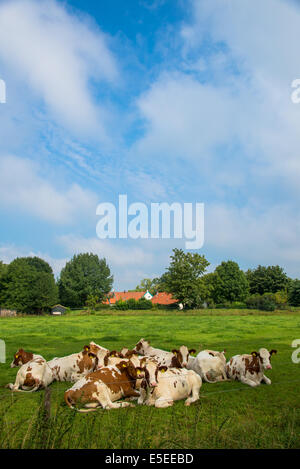 Un groupe de brun/blanc vaches dans un champ Banque D'Images