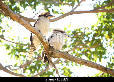 Deux Kookaburras assis dans un arbre, Sydney, Australie Banque D'Images