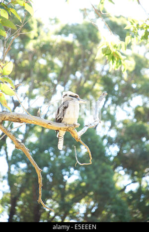 Un kookaburra assis dans un arbre, Sydney, Australie Banque D'Images