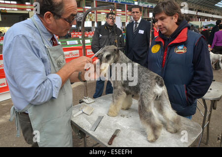 Le Spanish national dog show à Torrelavega, dans le Nord de l'Espagne. Un schnauzer nain est soigné avant la contes Banque D'Images