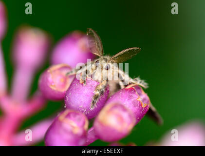 Vue de dessus de macro spongieuse accroché sur Ligana Investment magnifica ; fleurs selective focus sur l'oeil avec l'arrière-plan flou Banque D'Images