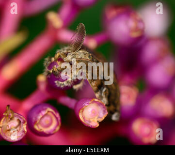 Vue de dessus de macro spongieuse accroché sur Ligana Investment magnifica ; fleurs selective focus sur l'oeil avec l'arrière-plan flou Banque D'Images