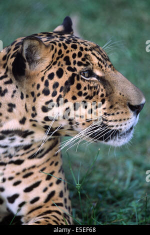 Gros plan de Jaguar (Panthera onca) Pantanal, Brésil Banque D'Images