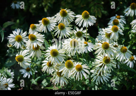 Grappe de fleurs cône blanc close up Echinacea purpurea alba Banque D'Images