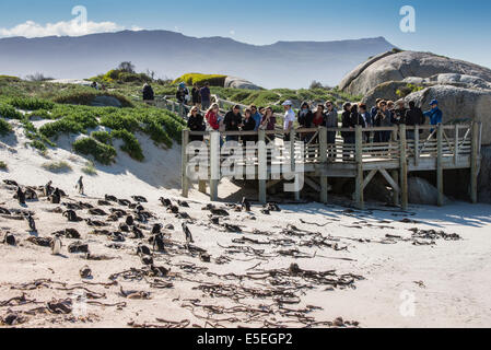 Les touristes sur la promenade derrière une colonie de pingouins, manchots Jackass ou pingouins africains (Spheniscus demersus), la plage de Boulders Banque D'Images