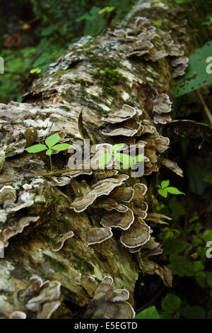 Les champignons et les vignes sur un journal en décomposition dans les Great Smoky Mountains National Park, California, USA. Banque D'Images