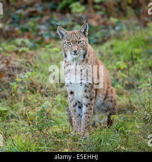 Le Lynx eurasien (Lynx lynx), captive, Basse-Saxe, Allemagne Banque D'Images