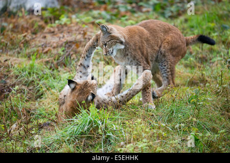 Le lynx eurasien (Lynx lynx), playfighting juvéniles, captive, Basse-Saxe, Allemagne Banque D'Images