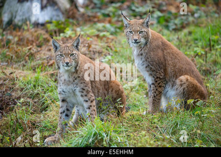 Le lynx eurasien (Lynx lynx), captive, Basse-Saxe, Allemagne Banque D'Images