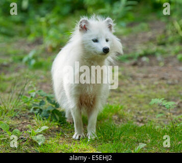 Le chien viverrin (Nyctereutes procyonoides), forme blanche, captive, Basse-Saxe, Allemagne Banque D'Images