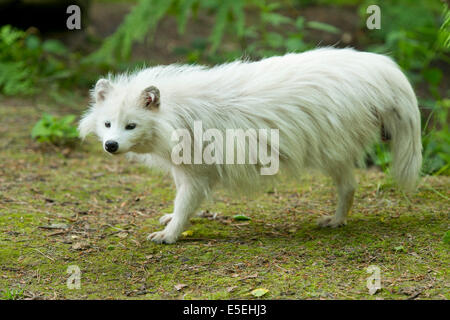 Le chien viverrin (Nyctereutes procyonoides), forme blanche, captive, Basse-Saxe, Allemagne Banque D'Images