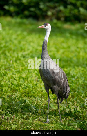 Crane (Grus monacha à capuchon), captive, Basse-Saxe, Allemagne Banque D'Images