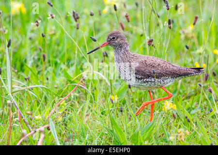 Chevalier arlequin (Tringa totanus) marcher sur un pré, Texel, à l'ouest de l'archipel Frison, Hollande du Nord, Hollande, Pays-Bas Banque D'Images