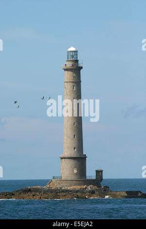 France, Basse Normandie, manche, cotentin, Cap de la haye, goury, phare de goury, raz blanchard, oiseaux marins, tous de bassan, Banque D'Images