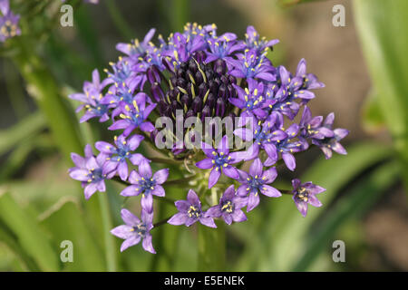 France, Basse Normandie, calvados, pays d'auge, mezidon canon, château de canon, jardin, parc, fleur, agapanthe, Banque D'Images