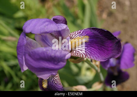 France, Basse Normandie, calvados, pays d'auge, mezidon canon, château de canon, jardin, parc, fleur d'iris, Banque D'Images