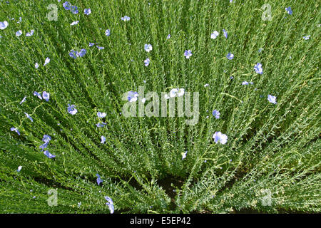 France : Normandie, agriculture, champ de lin, liniculture, fleurs de lin, Banque D'Images