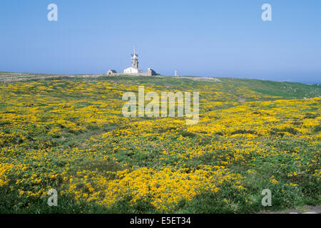 France, Bretagne, finistère Sud, cap sizun, cornouaille, pointe du RAZ, la lande et le sémaphore, genets, Banque D'Images