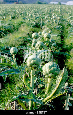 France, Bretagne, finistère, nord, champ d'artichauts A saint Pol de Leon, agriculture, maraïchage, province de Bretagne, Banque D'Images