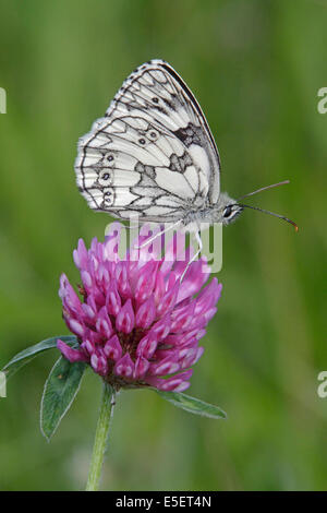 Papillon blanc marbré sur le trèfle rouge Banque D'Images