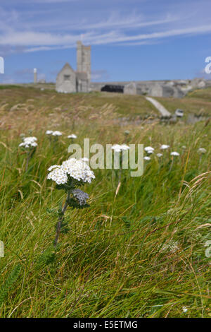 L'Achillea millefolium achillée (Asteraceae) sur l'île de Lundy, Devon. Banque D'Images