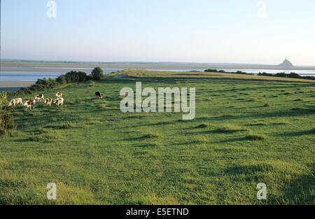 France, Basse Normandie, manche, Pays de la baie du Mont-Saint-Michel, panorama au grouin du sud, champ vaches, Banque D'Images