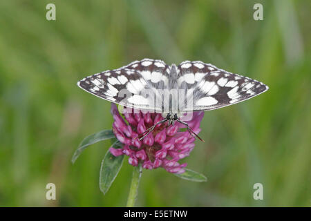 Papillon blanc marbré sur le trèfle rouge Banque D'Images