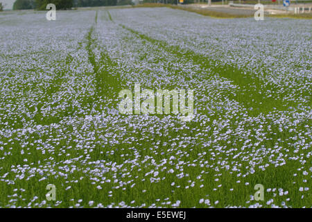 France, Haute Normandie, seine maritime, pays de caux, penly sainte marguerite, champ de lin en fleurs, agriculture, liniculture, Banque D'Images