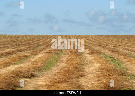 France, Haute Normandie, seine maritime, Pays de caux, saint valery en caux, champ de paille, fauchee, agriculture, ciel Banque D'Images