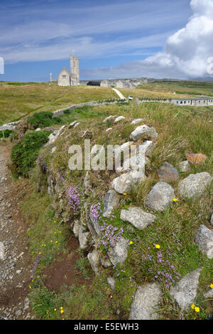 Le thym sauvage poussant sur un vieux mur de pierres sèches, Lundy Island, Devon Banque D'Images