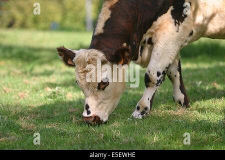 France, Haute Normandie, seine maritime, paye de caux, vache normande, agriculture, élévation bovin, champ, pré, Banque D'Images