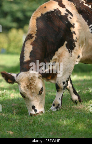 France, Haute Normandie, seine maritime, paye de caux, vache normande, agriculture, élévation bovin, champ, pré, Banque D'Images