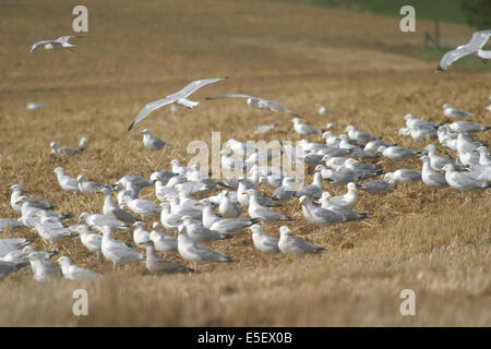 France, Haute-Normandie, seine maritime, Pays de caux, mouettes dans un champ, agriculture, Banque D'Images