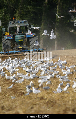 France, Haute-Normandie, seine maritime, Pays de caux, mouettes dans un champ, agriculture, tracteur, Banque D'Images