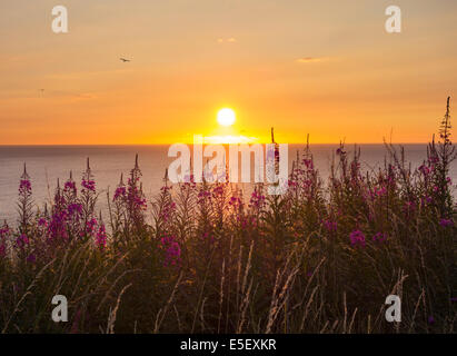 Chamaenerion angustifolium, Rosebay Willowherb Épilobe/à côté de sentier du littoral britannique. Banque D'Images