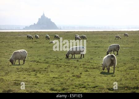 France, Basse Normandie, manche, les vines saint leonard, baie du mont saint michel, moutons et agneaux de pres ventes, élévation de françois cerdonney, berger, Banque D'Images