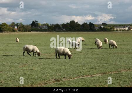 France, Basse Normandie, manche, les vines saint leonard, baie du mont saint michel, moutons et agneaux de pres ventes, élévation de françois cerdonney, berger, Banque D'Images