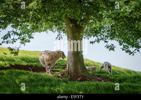 Moutons et agneaux son à l'ombre d'un arbre au printemps, England, UK Banque D'Images