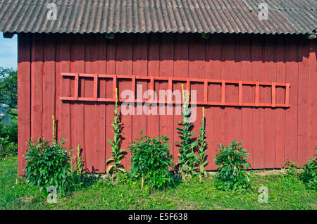 Nouvelle échelle en bois sur mur rouge ancienne grange Banque D'Images