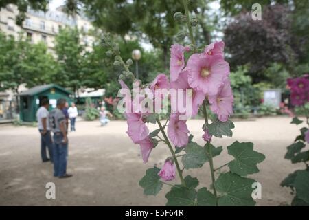 France, ile de france, paris, 17 e arrondissement, place des batignolles, roses tremières, Date : 2011-2012 Banque D'Images