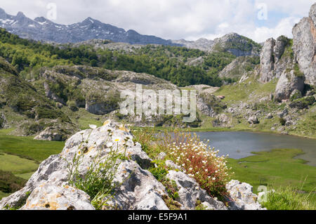 De plus en plus de fleurs sauvages Lago de la Ercina, parc national des Picos de Europa, Monts Cantabriques en arrière-plan les Asturies, Espagne Banque D'Images