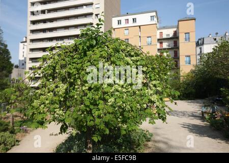 France, ile de france, paris, Paris, arrondissement 20-e, rue michel de bourges, carré d'Or, jardin public, fleurs, simone signoret, jacques becker, film, Banque D'Images