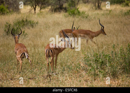 Groupe d'Antilopes Impala Afrique Tanzanie Serengeti Banque D'Images