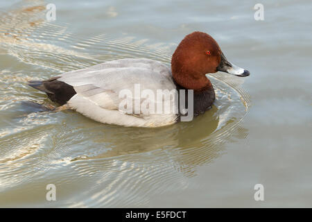 Milouin mâle en plumage d'hiver, natation Banque D'Images