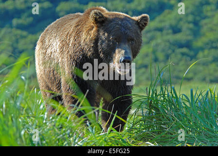 Ours brun (ursus arctos) marcher dans l'herbe de carex, de la langue enroulée, Kinak Bay, Katmai National Park, Alaska Banque D'Images